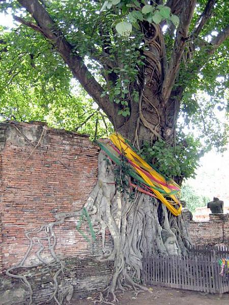 城壁をよじ登るように生成した巨大な菩提樹と、その木の幹に埋もれて微笑をたたえる仏頭。