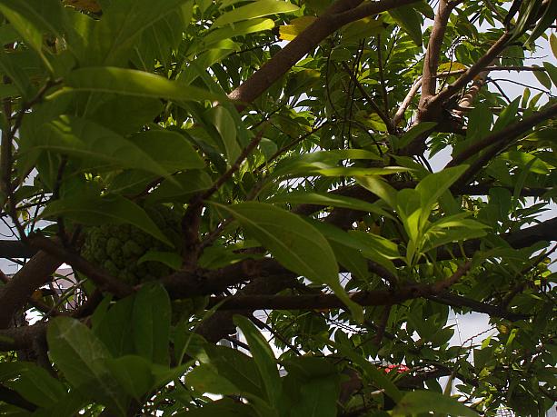 「ミーホッケン」で有名なミートンポーの横にある木。