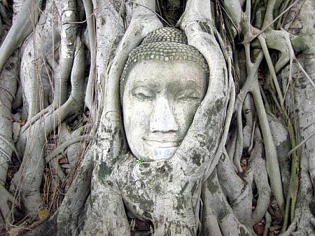 石仏の頭部を根が抱え込んだ菩提樹