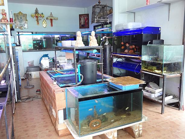 そんな魚を販売している熱帯魚屋さん。といっても、普通でも熱帯なので家では特別な水槽でなくても飼えます。