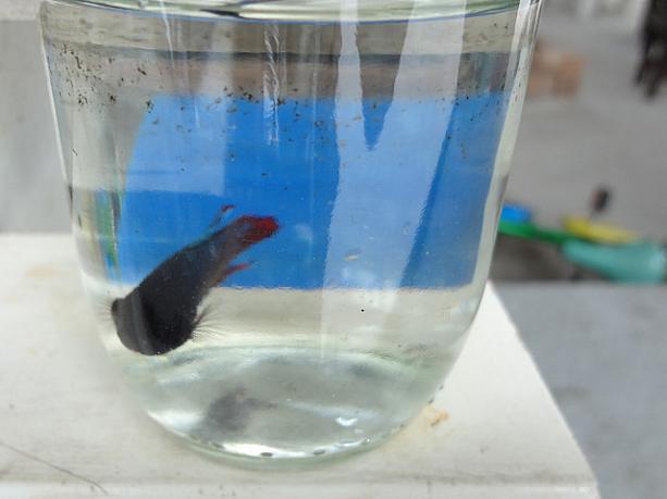 東南アジアの『戦う魚』として有名なプラカット。タイでは賭けの対象としても有名な魚で、お値段もそれなりにするようです。