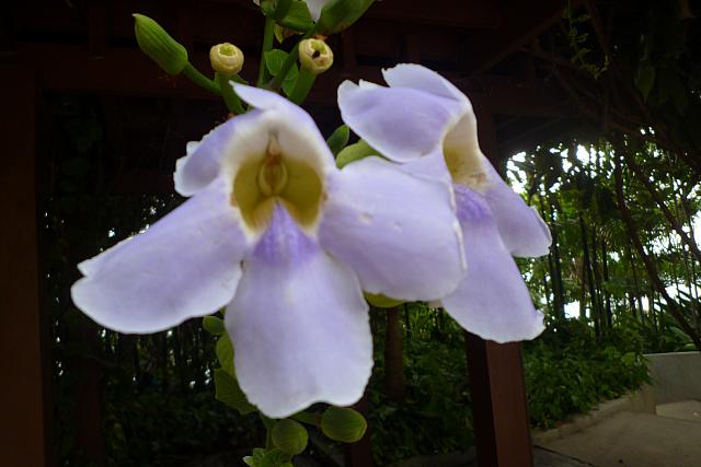 いつでも癒されるタイのお花たち バンコクナビ