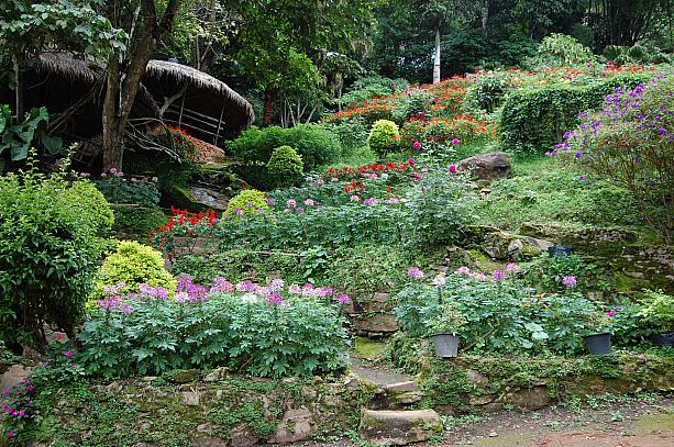 「ドイ・プイ」は自然が溢れているため、村全体が大きな庭のようです。