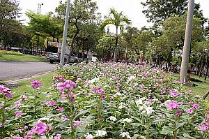 １年中きれいに咲くタイの花。バンコク内の公園で花や木々に触れることができます。