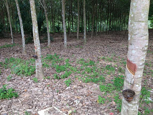 こちらのスラっと伸びる木こそ“ゴムの木”です。スラタニの農村部ではゴムの生産が盛んです。
