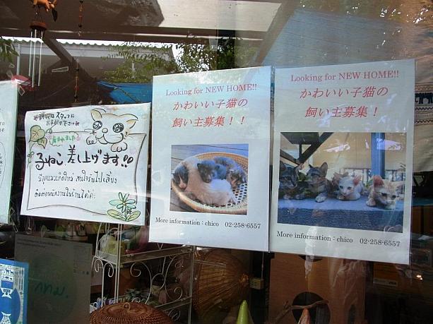 入口には、早速「猫いりませんか？」のポスターが。そうです、ここは猫カフェ兼雑貨屋さんなんです。