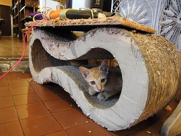 さっそく可愛い猫ちゃんがお出迎え。