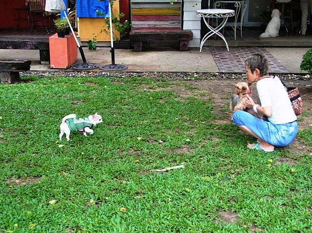 バンコクでは犬を飼う人が増えているので、ここのドッグランに行くと、可愛い犬たちが遊んでいるのが見られます。