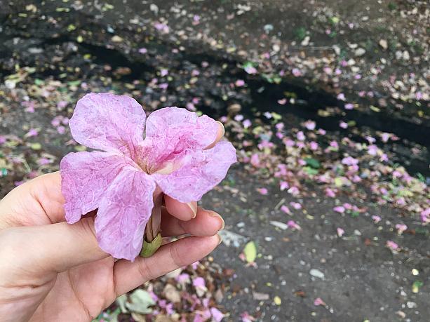 日本の桜よりも花が大きくて、風に吹かれて花が丸ごとポトポト落ちる様子はダイナミック！
