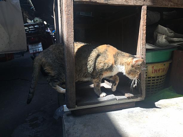 かわいい野良猫にも会えます。タイに来たら、街歩きも楽しんで下さいね。