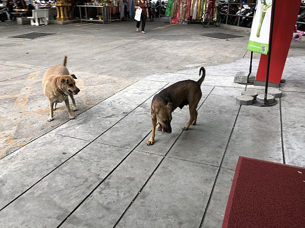 タイでは狂犬病の問題もあるので、ちょっと怖いなあ、と思って見ていたら……