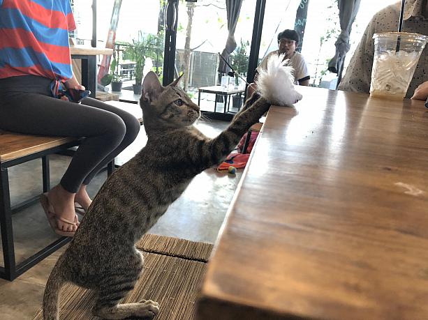 旅行中に里親になるのは難しいですが、タイの保護猫に触れたい猫好きの方、ぜひ訪れてみて下さいね。