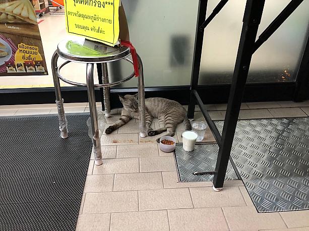 飲食店が閉鎖中でお腹を空かせているのか、痩せた猫をセブンイレブンの前でよく見かけます。お水やミルク、ご飯をあげている人がいて、タイの人達の優しさを感じる日々です。