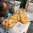 マンゴー売りの車を発見。ナムドックマーイのマンゴー1袋に10個ほど入っています。ナビは1袋お買い上げ。