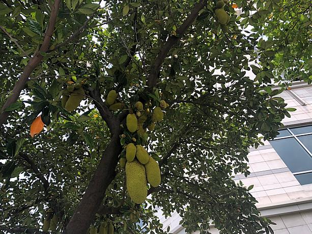 木の上の方にも、たくさん実がなっています。独特な甘～い果物で、1年で一番暑い今の季節が旬です。