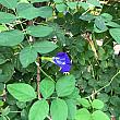 花を使って、青色が綺麗なお茶を作り、レモンを絞ると紫色にお茶の色が変化する楽しい植物です。