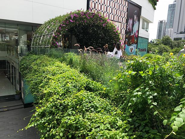 エンポリアムデパートの入口が緑豊かなのを見て、雨季は植物にとって恵みの季節なんだなと思ったナビでした。
