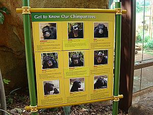 個々のチンパンジーの紹介が。