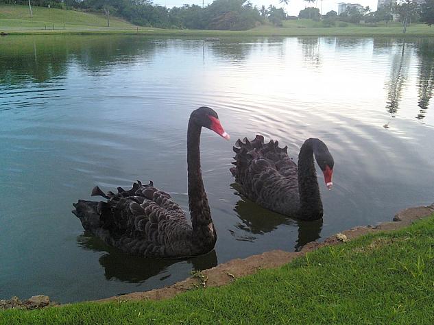 池には黒鳥のカップルが寄り添っていました。絵になりますね＾＾