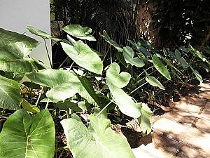 タロイモなど、ハワイの植物もふんだんに敷地内に埋められています。
