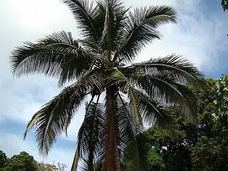 寒い時期もあるとはいっても、そこはやはり常夏の島。温暖な気候ゆえ、椰子の実は1年に3回くらい実ります。