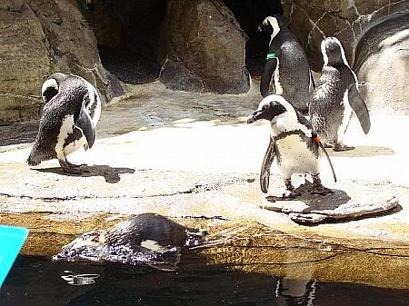 ヒルトンハワイアンビレッジにいるペンギン。温帯性ペンギンなので、寒くなくても大丈夫。
