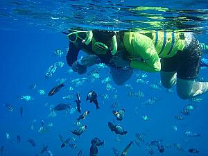 竜宮城ツアーに行ってきました♪ イルカ 海ガメ シュノーケル熱帯魚