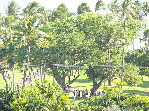 ご覧のとおり、椰子の木が南国らしいゴルフコースです。こちらは山側ですが、反対側からは海も望めます。