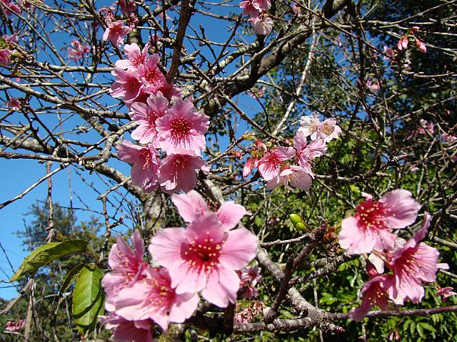 ひと足早く、ハワイは開花宣言！ | ハワイナビ