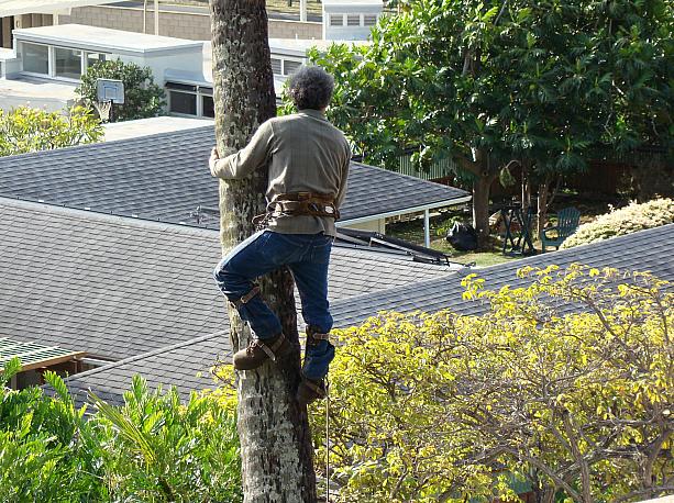 自宅の庭に「マイ椰子の木」を持つお宅も多いハワイ。そんな一軒家に定期的に登場するのが彼・・・。