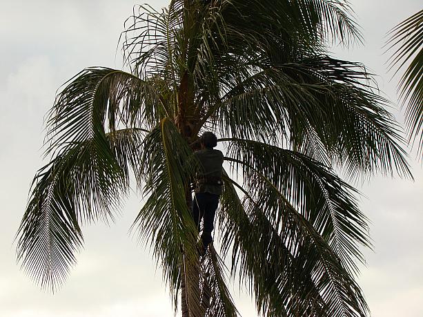 10m近くにまで成長する椰子の木の実は住宅街では落下が心配されます。実が大きくなる前に切ってもらうのが普通です。