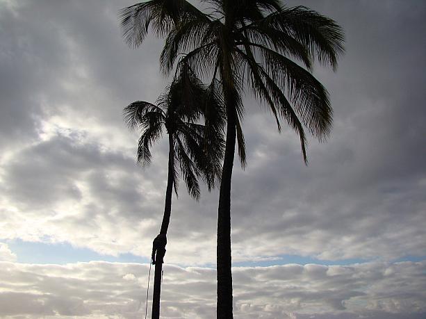 するすると椰子の木に登る名人芸を見せてくれる彼はサモア諸島出身。椰子の実がなる頃を見計らって、お得意先へ足を運びます。