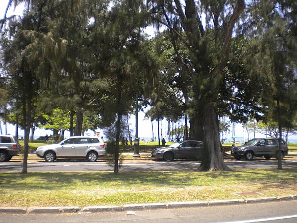 公園など身近なところでも面白い木や植物をみることができます。