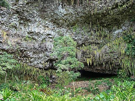 シダの洞窟もパワースポットだという説が。