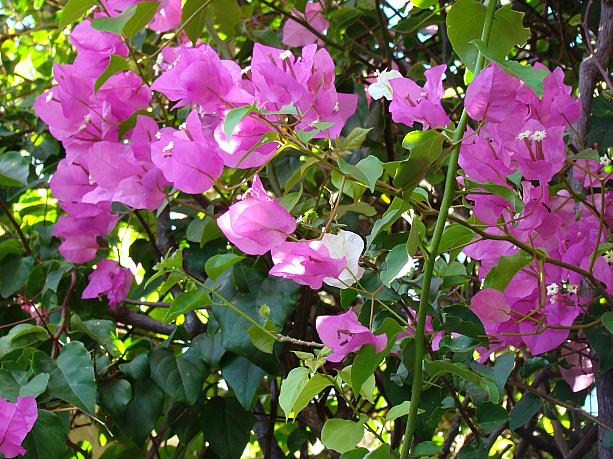 というわけで、日頃じっくり見つめることもないのですが・・・ん？同じ枝からピンクと白の色違いの花びらが。いえ、厳密には花びらではなく葉が変化した苞（ほう）ですが。