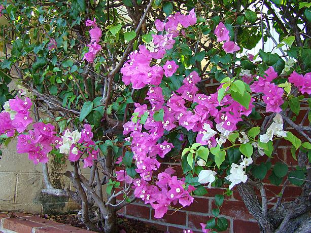 こちらが根っこ。ピンクと白の苞（ほう）が混在しています。花は苞の中のラッパ状の部分です。