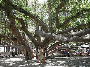 マウイのバニヤンの木