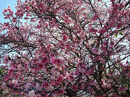 こちらはワヒアワの個人宅の桜です。