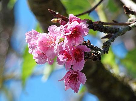 2月はワヒアワの桜が満開を迎えます。