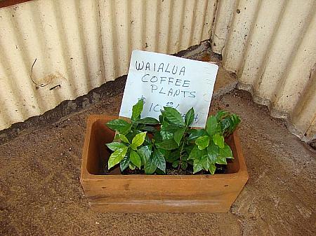 ワイアルア・コーヒーの鉢植え。