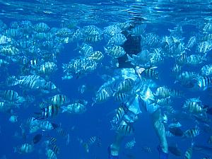 見てるだけで癒される、イルカ、アザラシ、熱帯魚。ハワイの海って素晴らしいデス…
