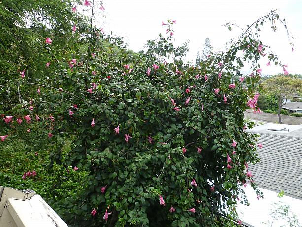 どこまで伸びる ハワイナビ