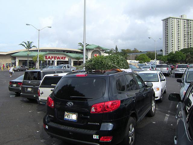 やっぱりモミの木 ハワイナビ