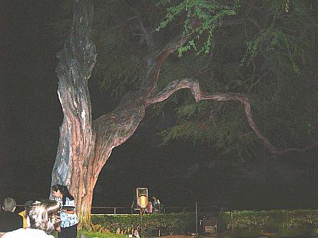 樹齢１００年以上のキアヴェの木