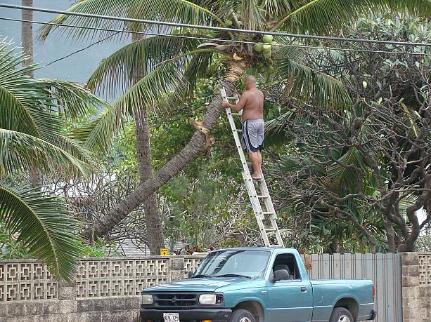 ご年配の男性でしたが、戦時中、南の島で従軍した際に口にしたヤシの実の汁の味が忘れられない、とのことでした。半世紀以上ぶりにハワイで口にしたヤシの実ジュースの味は、「なんともいえず美味しく、懐かしい」と、おっしゃっていましたよ。