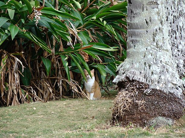 葉のかげからジッと見ている美ネコ。野生化したニワトリはハワイのあちらこちらで見かけますが・・・ココはネコがほんっと多い！
