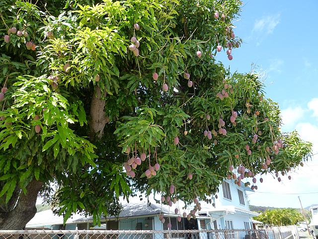 マンゴー ハワイナビ