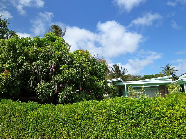 マンゴー ハワイナビ