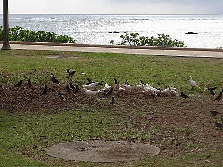 ビーチで鳥の大群発見！餌をあげないようにしましょう。