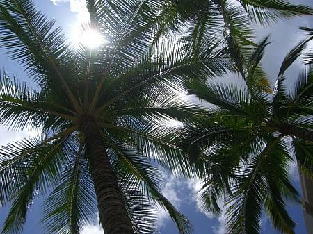 ハワイにまぶしい日差しの季節がやってくる！